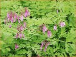 Dicentra formosa | Gebroken hartje, Tranend hartje