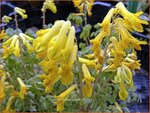 Corydalis lutea | Gele helmbloem, Helmbloem | Gelber Lerchensporn | Yellow Corydalis