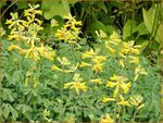 Corydalis lutea | Gele helmbloem, Helmbloem | Gelber Lerchensporn | Yellow Corydalis