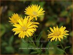 Chrysopsis speciosa 'Golden Sunshine' | Goudaster | Zottiges Goldauge