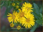 Chrysopsis speciosa 'Golden Sunshine' | Goudaster | Zottiges Goldauge