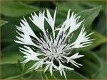 Centaurea montana 'Alba' | Centaurie, Korenbloem