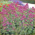 Centranthus ruber 'Coccineus' | Spoorbloem, Rode valeriaan