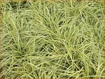 Carex oshimensis 'Evergold' | Zegge