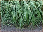 Carex flacca 'Buis' | Zeegroene zegge, Zegge