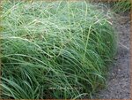 Carex flacca 'Buis' | Zeegroene zegge, Zegge