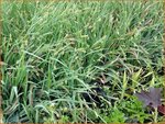 Carex laxiculmis 'Bunny Blue'