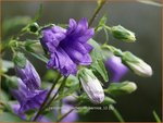 Campanula trachelium 'Bernice' | Ruig klokje, Klokjesbloem