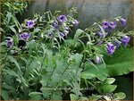 Campanula trachelium 'Bernice' | Ruig klokje, Klokjesbloem