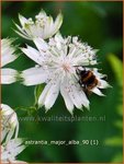 Astrantia major 'Alba' | Zeeuws knoopje