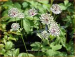 Astrantia major 'Alba' | Zeeuws knoopje