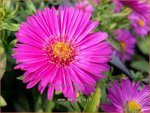 Aster 'Starlight' | Aster | Aster