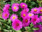 Aster 'Starlight' | Aster | Aster