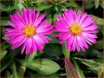 Aster 'Starlight' | Aster | Aster