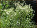Aster umbellatus | Aster
