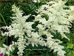 Astilbe 'Brautschleier' | Pluimspirea, Spirea | Prachtspiere