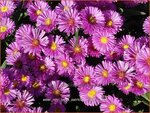 Aster novi-belgii 'Patricia Ballard' | Nieuw-Nederlandse aster, Herfstaster, Aster | Glattblatt-Aster