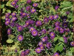Aster novae-angliae 'Violetta' | Aster, Herfstaster