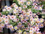 Aster ericoides 'Lovely' | Aster, Heideaster