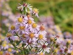 Aster ericoides 'Lovely' | Aster, Heideaster