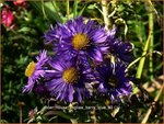 Aster novae-angliae 'Barr's Blue' | Aster, Herfstaster