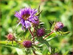 Aster novae-angliae 'Barr's Blue' | Aster, Herfstaster
