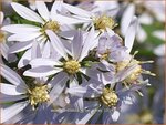 Aster cordifolius 'Silver Spray' | Hartbladaster, Aster | Herzbl&auml;ttrige Schleier-Aster