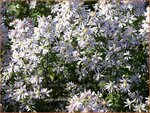 Aster cordifolius 'Silver Spray' | Hartbladaster, Aster | Herzbl&auml;ttrige Schleier-Aster