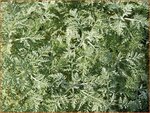Artemisia pontica | Alsem, Bijvoet, Edelruit