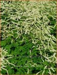 Aruncus 'Misty Lace' | Geitenbaard | Gei&szlig;bart | Goat's Beard