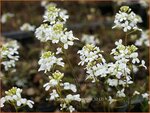 Arabis procurrens 'Neuschnee' | Randjesbloem, Rijstebrij