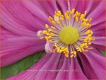 Anemone hybrida 'Bressingham Glow' | Anemoon, Herfstanemoon, Japanse anemoon