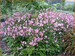 Anemone hybrida 'Elegans' | Anemoon, Herfstanemoon, Japanse anemoon