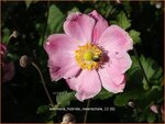 Anemone hybrida 'Rosenschale' | Anemoon, Herfstanemoon, Japanse anemoon