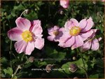 Anemone hybrida 'Rosenschale' | Anemoon, Herfstanemoon, Japanse anemoon