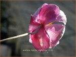 Anemone hybrida 'Rosenschale' | Anemoon, Herfstanemoon, Japanse anemoon