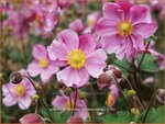Anemone hybrida 'Rosenschale' | Anemoon, Herfstanemoon, Japanse anemoon