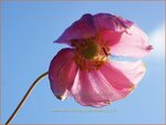 Anemone hybrida 'Rosenschale' | Anemoon, Herfstanemoon, Japanse anemoon