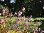 Anemone hybrida 'Rosenschale' | Anemoon, Herfstanemoon, Japanse anemoon