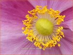 Anemone hybrida 'Rosenschale' | Anemoon, Herfstanemoon, Japanse anemoon