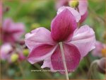 Anemone hybrida 'Rosenschale' | Anemoon, Herfstanemoon, Japanse anemoon