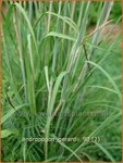 Andropogon gerardii | Baardgras