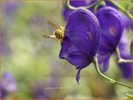 Aconitum henryi 'Spark' | Monnikskap