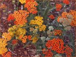 Achillea 'Feuerland' | Duizendblad