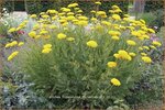 Achillea filipendulina 'Parker Variety' | Duizendblad