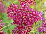 Achillea millefolium 'Summerwine' | Duizendblad