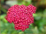 Achillea millefolium 'Summerwine' | Duizendblad