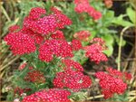 Achillea millefolium 'Summerwine' | Duizendblad