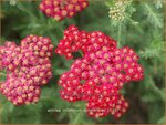 Achillea millefolium 'Summerwine' | Duizendblad