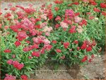 Achillea millefolium 'Summerwine' | Duizendblad